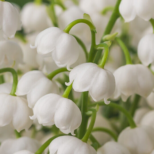 NYX Professional Makeup Juicy Boo Hair & Body Fragrance Mist scent middle notes are of white lilies of the valley flowers symbolizing middle notes of petit grain, lily of the valley, and fresh juniper.